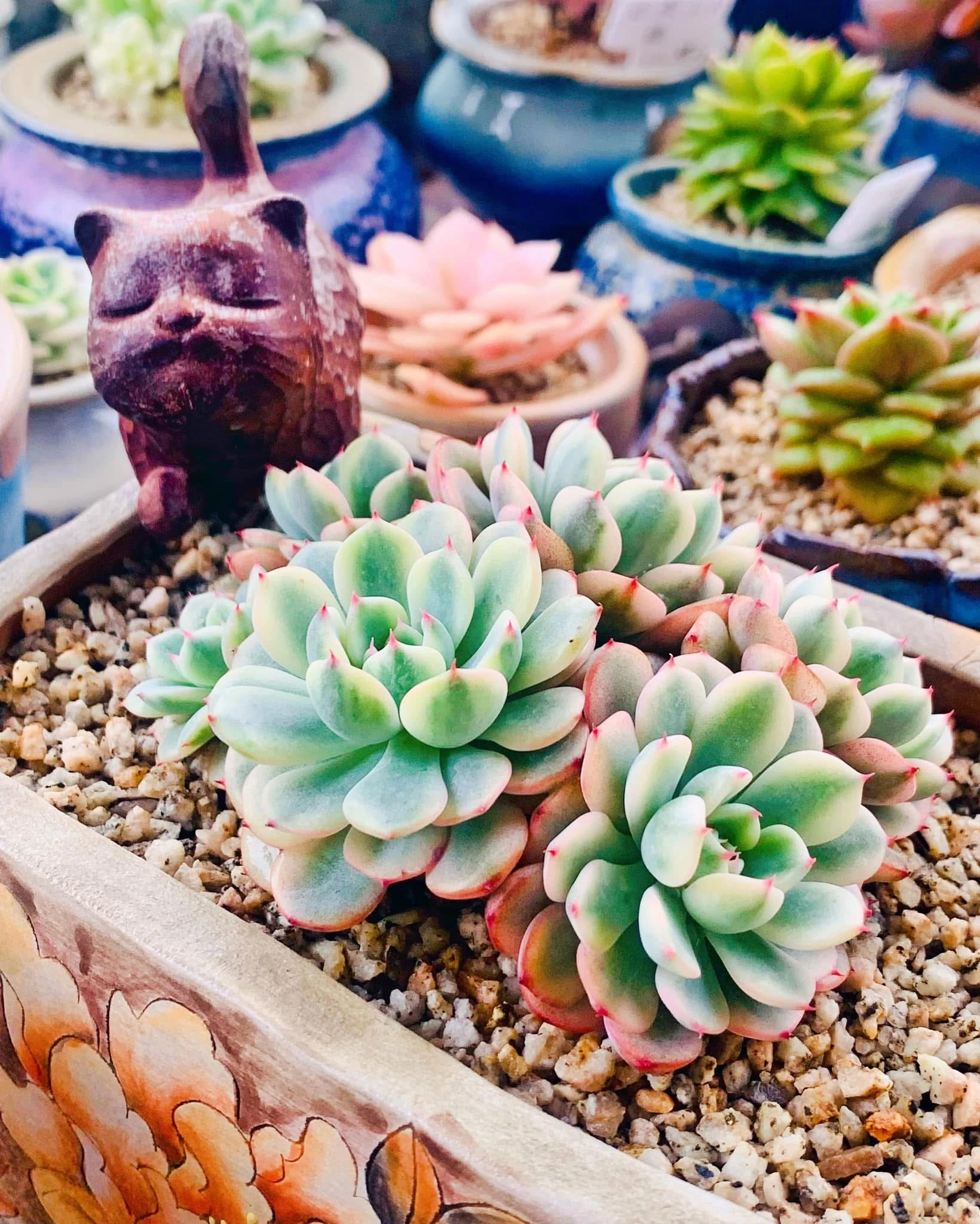 Mint rosettes in character pots